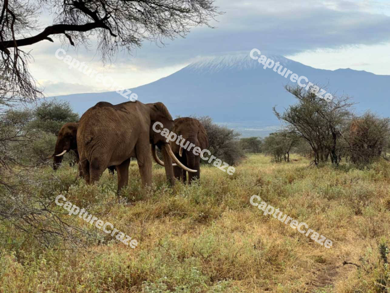 Elephants eating grass